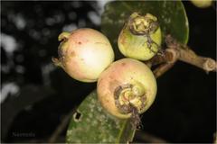 Syzygium hemisphericum